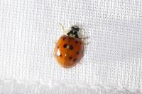 Harmonia axyridis