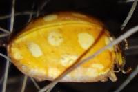 Halyzia sedecimguttata