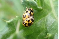 Propylea quatuordecimpunctata