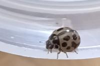 Tytthaspis sedecimpunctata