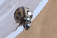 Tytthaspis sedecimpunctata