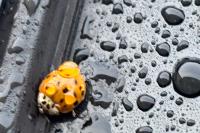 Harmonia axyridis