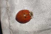 Harmonia axyridis