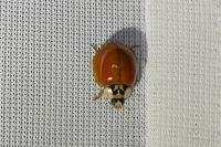 Harmonia axyridis