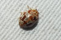 Myrrha octodecimguttata