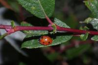 Coccinella septempunctata