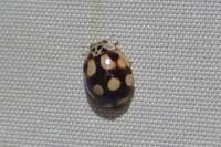 Adalia decempunctata