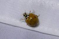Harmonia axyridis