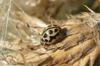 Tytthaspis sedecimpunctata