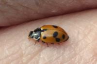 Hippodamia variegata