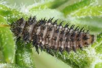 Parexochomus nigromaculatus
