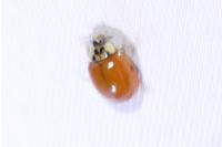 Harmonia axyridis