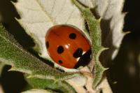Coccinella septempunctata