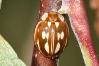 Myzia oblongoguttata