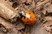 Coccinella septempunctata