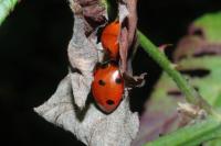 Coccinella septempunctata