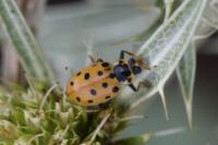 Hippodamia tredecimpunctata