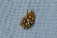 Halyzia sedecimguttata