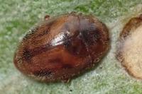 Rhyzobius chrysomeloides