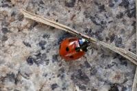 Coccinella septempunctata