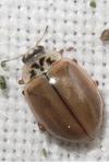 Aphidecta obliterata