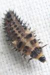 Exochomus quadripustulatus