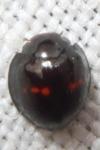 Chilocorus bipustulatus