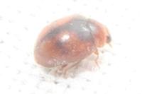 Scymnus subvillosus