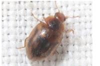 Rhyzobius chrysomeloides
