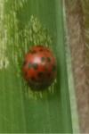 Subcoccinella vigintiquatuorpunctata
