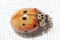 Adalia decempunctata