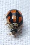 Adalia decempunctata