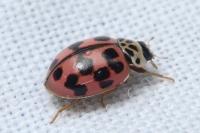 Oenopia conglobata