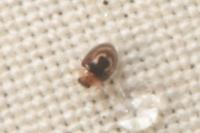 Clitostethus arcuatus