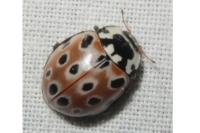 Anatis ocellata