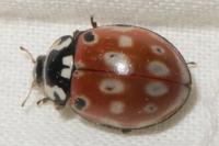 Anatis ocellata