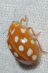 Halyzia sedecimguttata