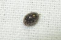 Rhyzobius lophanthae