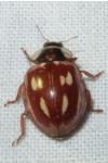 Myzia oblongoguttata