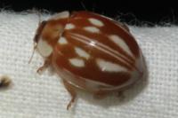 Myzia oblongoguttata