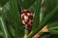 Myrrha octodecimguttata