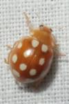 Calvia quindecimguttata