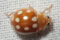 Calvia quindecimguttata