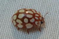 Sospita vigintiguttata