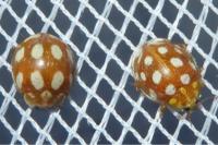 Halyzia sedecimguttata