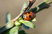 Hippodamia tredecimpunctata