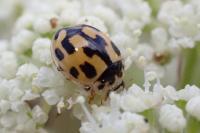 Propylea quatuordecimpunctata
