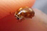 Adalia decempunctata