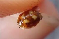 Adalia decempunctata