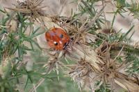 Coccinella septempunctata